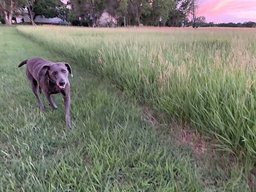 Terra At Dusk by jstravelchannel, My dog running in a field at sunset. No filter or cropping in this photo.sunset dogs southdakota rur