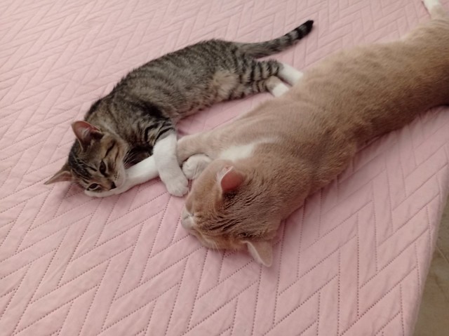 Relax kitten 😻😻😻 Briciola & Mini