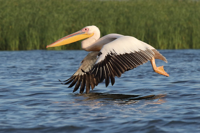 White Pelican, Danube Delta