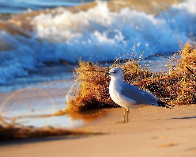 Serene Seagull