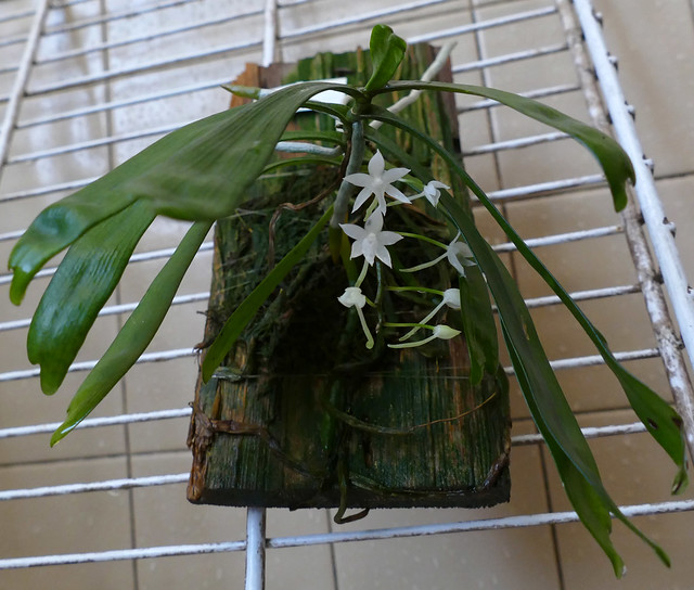 Aerangis ugandensis species orchid 6-22