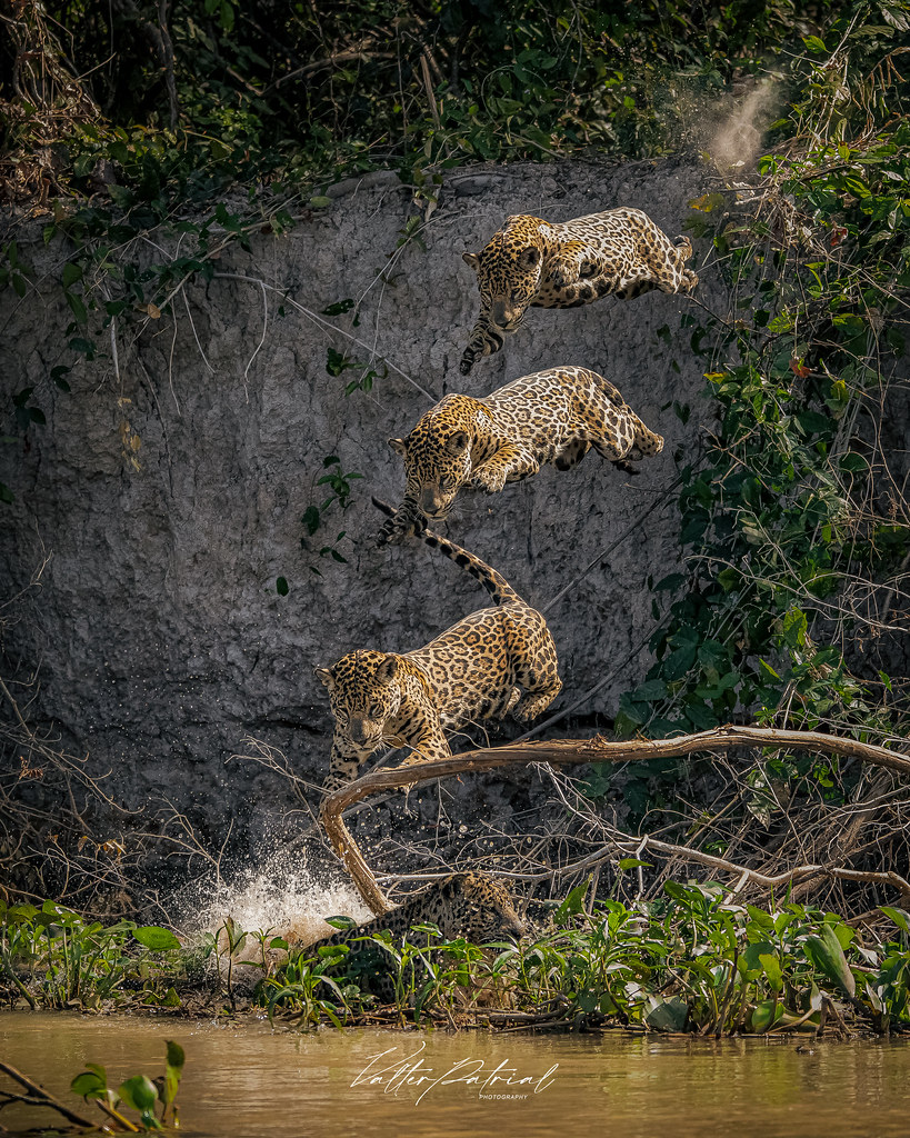 jaguar's hunt