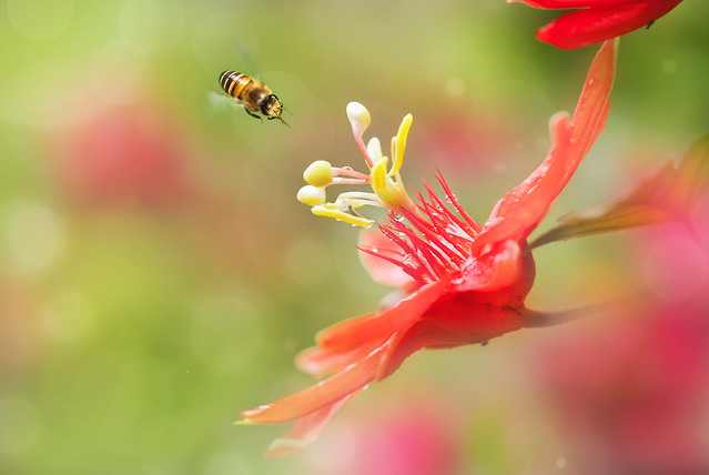 Bee Flying to Passion Flower / 蜜蜂飛向豔紅西番蓮