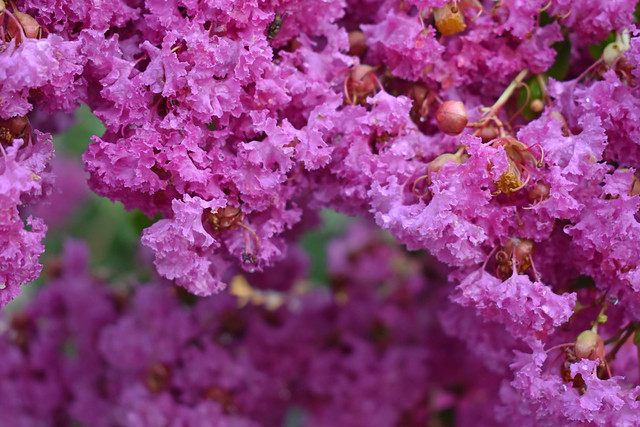 Purple Blossoms.