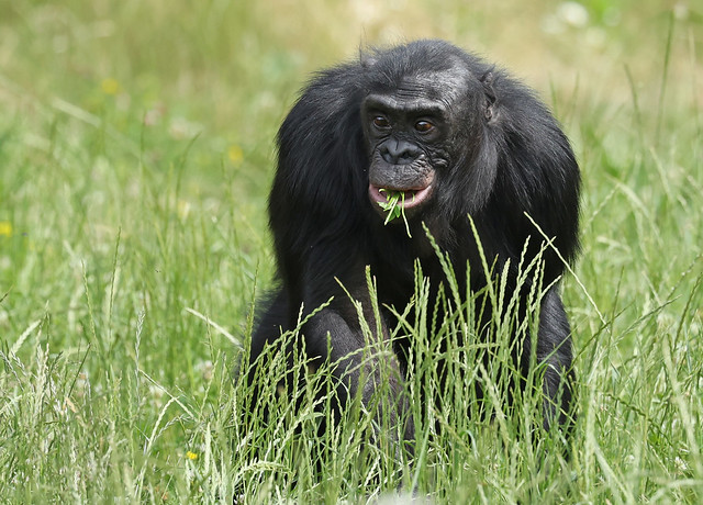 Bonobo Bondo Ouwehand LF1A0913