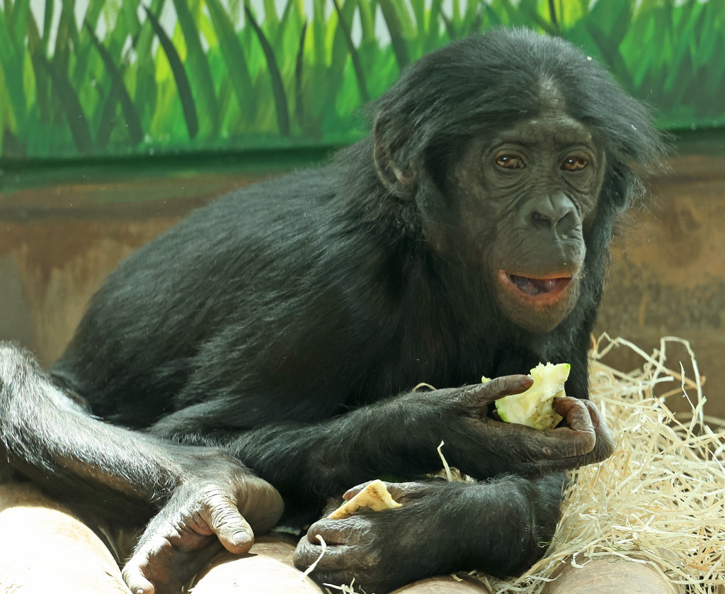 bonobo Ouwehand LF1A1182
