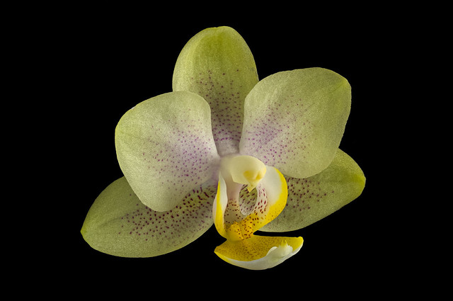 Phalaenopsis Sogo Vieker