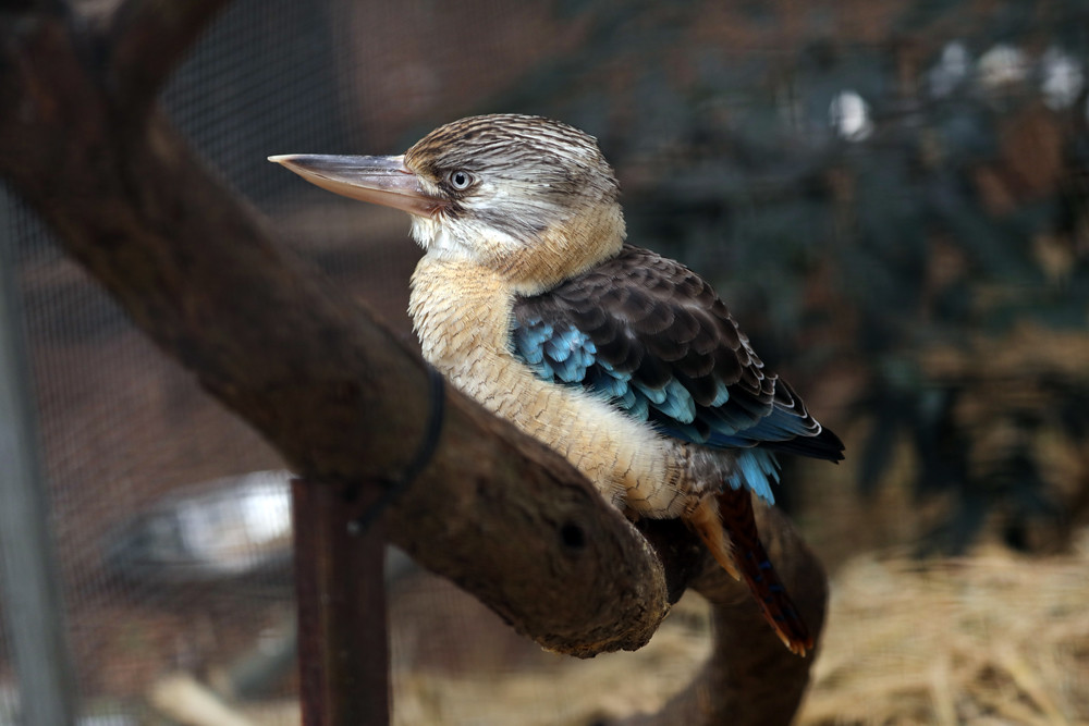 Blue Winged Kookaburra | Kookaburras are terrestrial tree ki… | Flickr