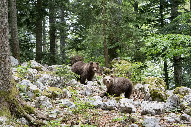 European Brown Bears