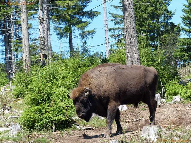 La puissance du bison