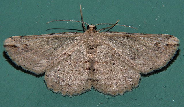 Banner wing tip moth Geometridae Mandalay Rainforest Airlie Beach P1290705