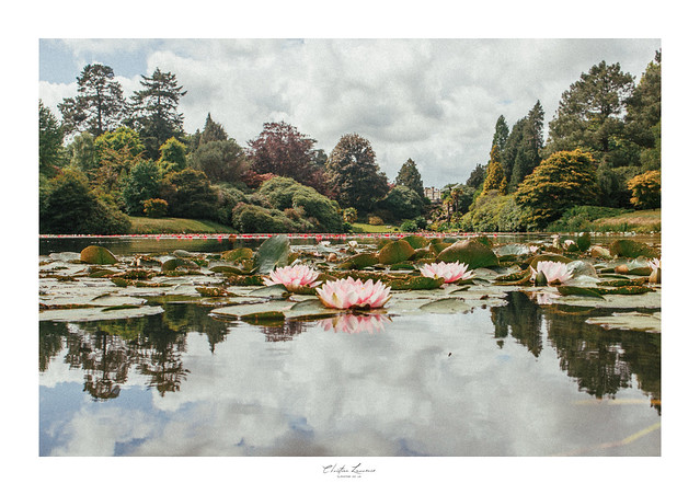 Water Lilies and gardens at Sheffield Park