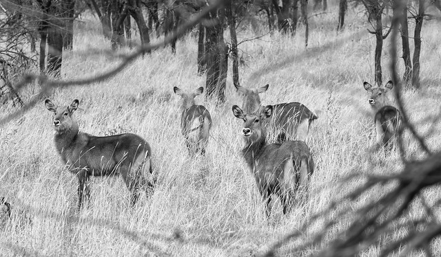 Africa trip 2018 Antelope