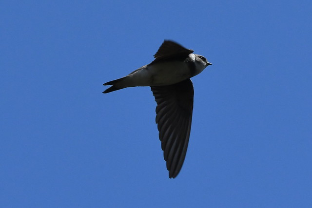 Sand Martin.