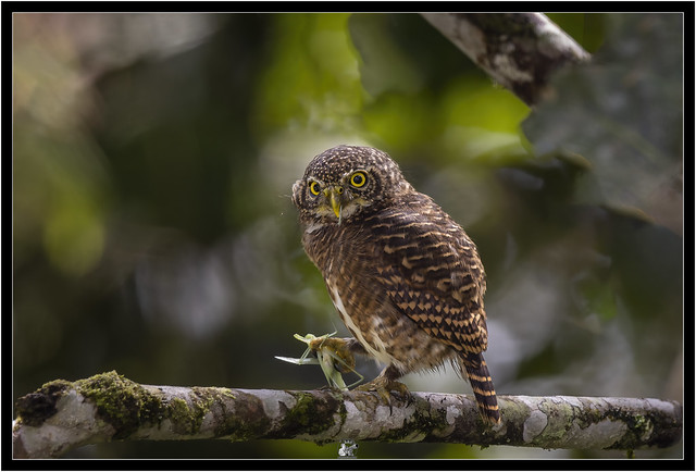 Collared Owlet, Taenioptynx brodiei.
