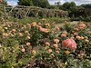 Polesden Lacey Rose Garden NT
