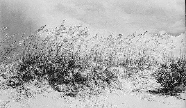 2022 in B&W: Sea Oats at the Sand Dunes.