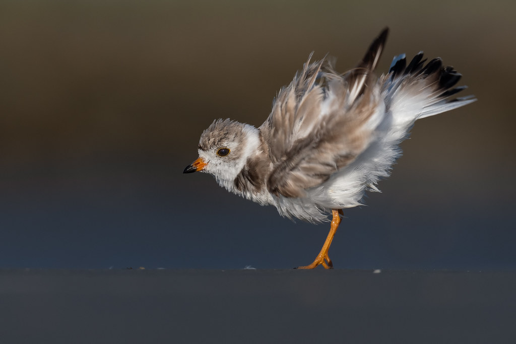 Piping plover doing a post-bath feather shake