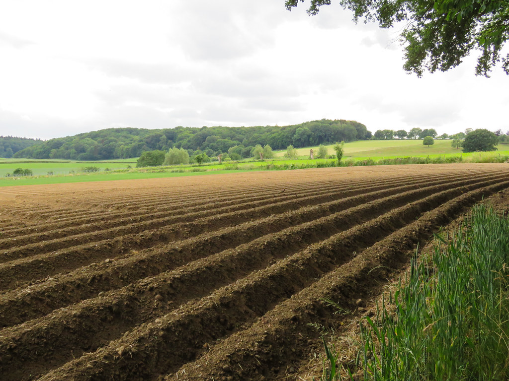 Asparagus field, Limburg, The Netherlands
