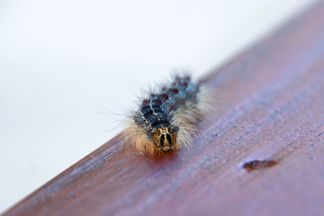 Caterpillar © Inge Hoogendoorn