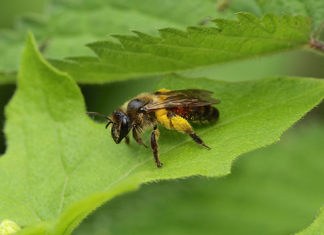 Bryony Mining Bee --- Andrena florea