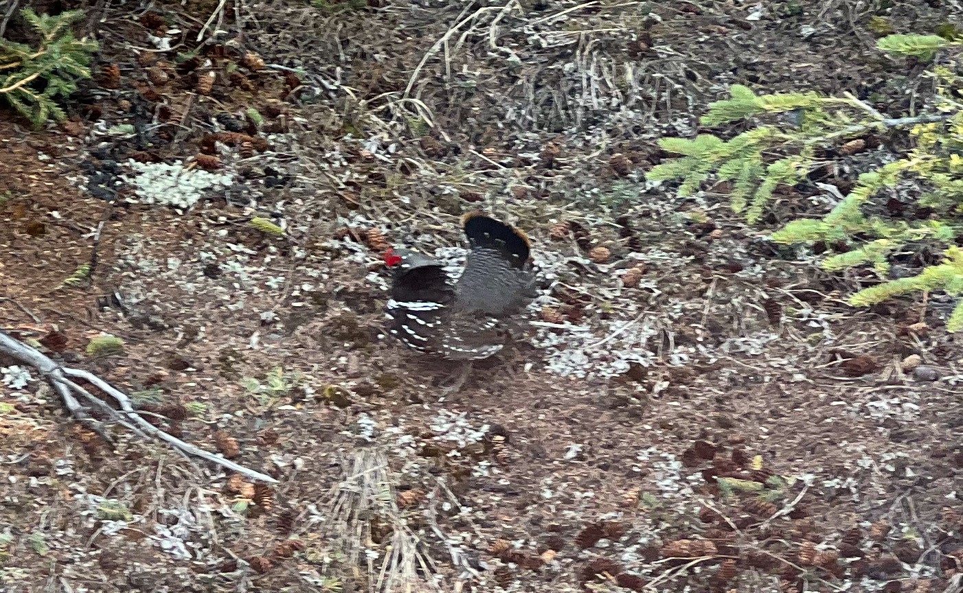 Spruce Grouse on the side of the road