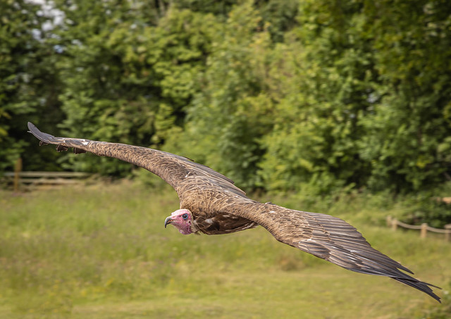 Turkey Vulture-9912-Edit.jpg