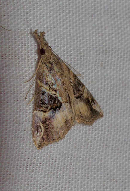 ecosystem/fauna/Erebid Moth (Hypena strigatus)