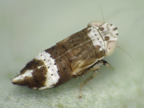 cicadellidae macro doraturastylata