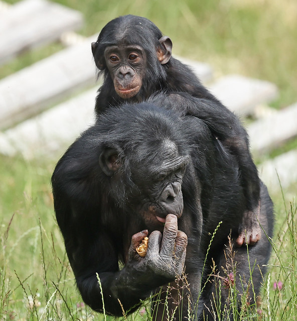 Bonobo Omanga and Maiyko  Ouwehand LF1A0902