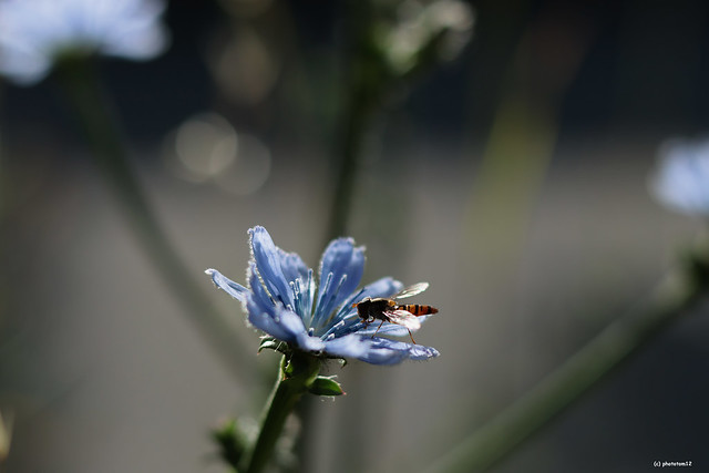 Insekt auf blauem Blümchen
