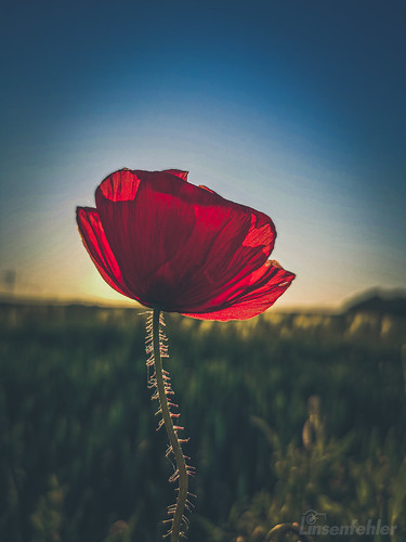 Poppy at Sunrise by Linsenfehler, During my morning walk I see this poppy seed. linsenfehler poppyseed poppy sunrise