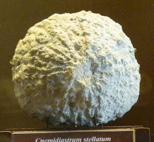 Cnemidiastrum stellatum (10-9-21 Naturistorisches Museum Wien, leg in Hohenzollern, Alemania)