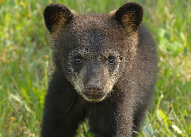 Black Bear cub...#37