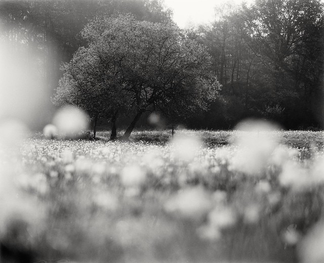 Dandelions