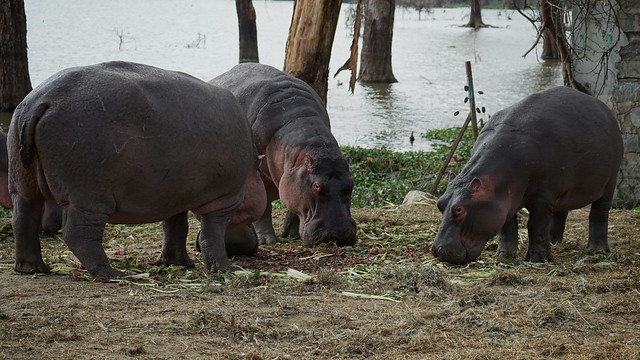 Baby Hippo with adults - Lake Naivasha - Kenya