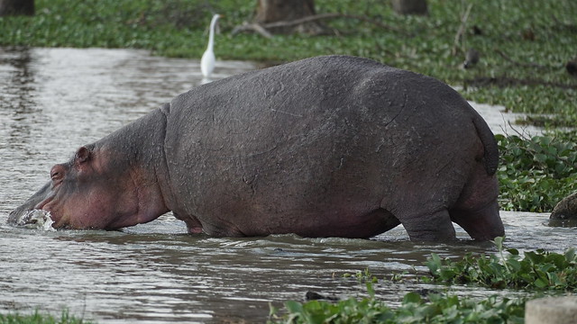 Hippo entering waters - Lake Naivasha - Kenya