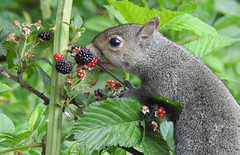 gray squirrel, blackberries