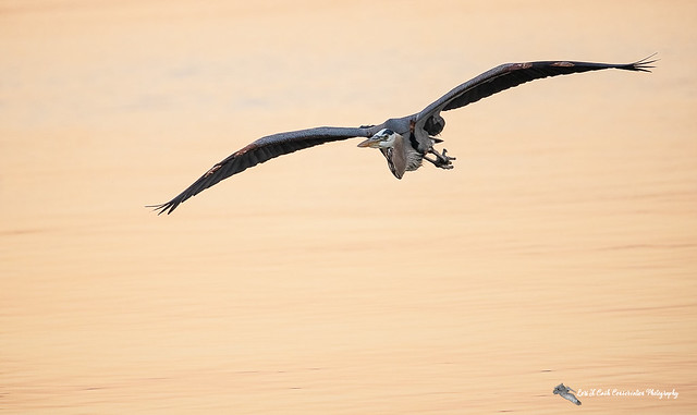 Great Blue Heron in Flight at Dawn