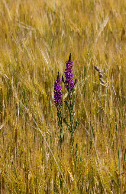 Grain field ... with flower