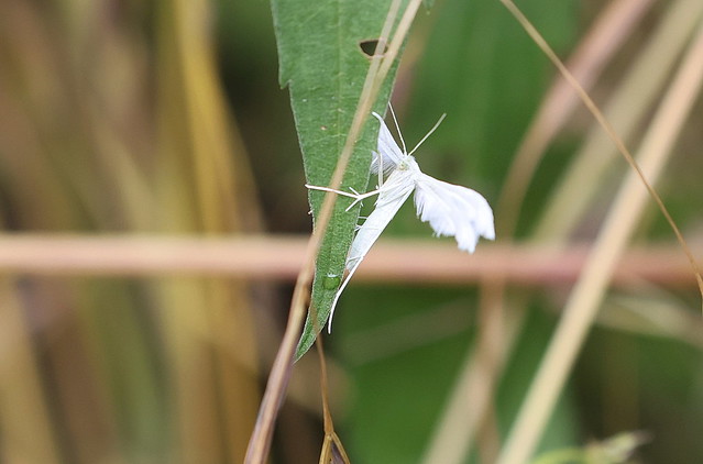 Hvidt fjermøl (White Plume Caterpillar / Pterophorus pentadactyla)