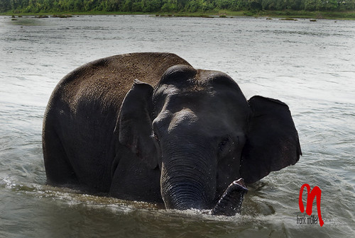 Phot.India.Kerala.Kodanand.Elephant.01.100611.0011.jpg by frankartculinary, India, Kerala or Kēraḷam, Kodanand
Time for the morning bath & to let the guards really scrub th