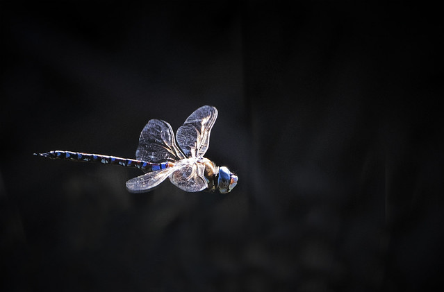 7036-1sm Blue Darner Dragonfly