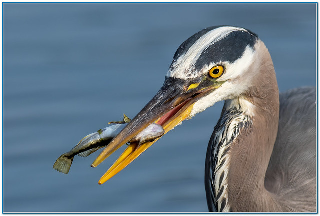 Great Blue Heron-and-Lunch.