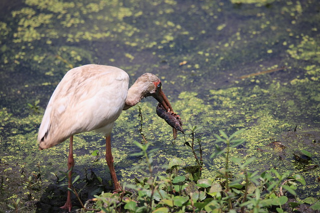 American white ibis eating  crawfish