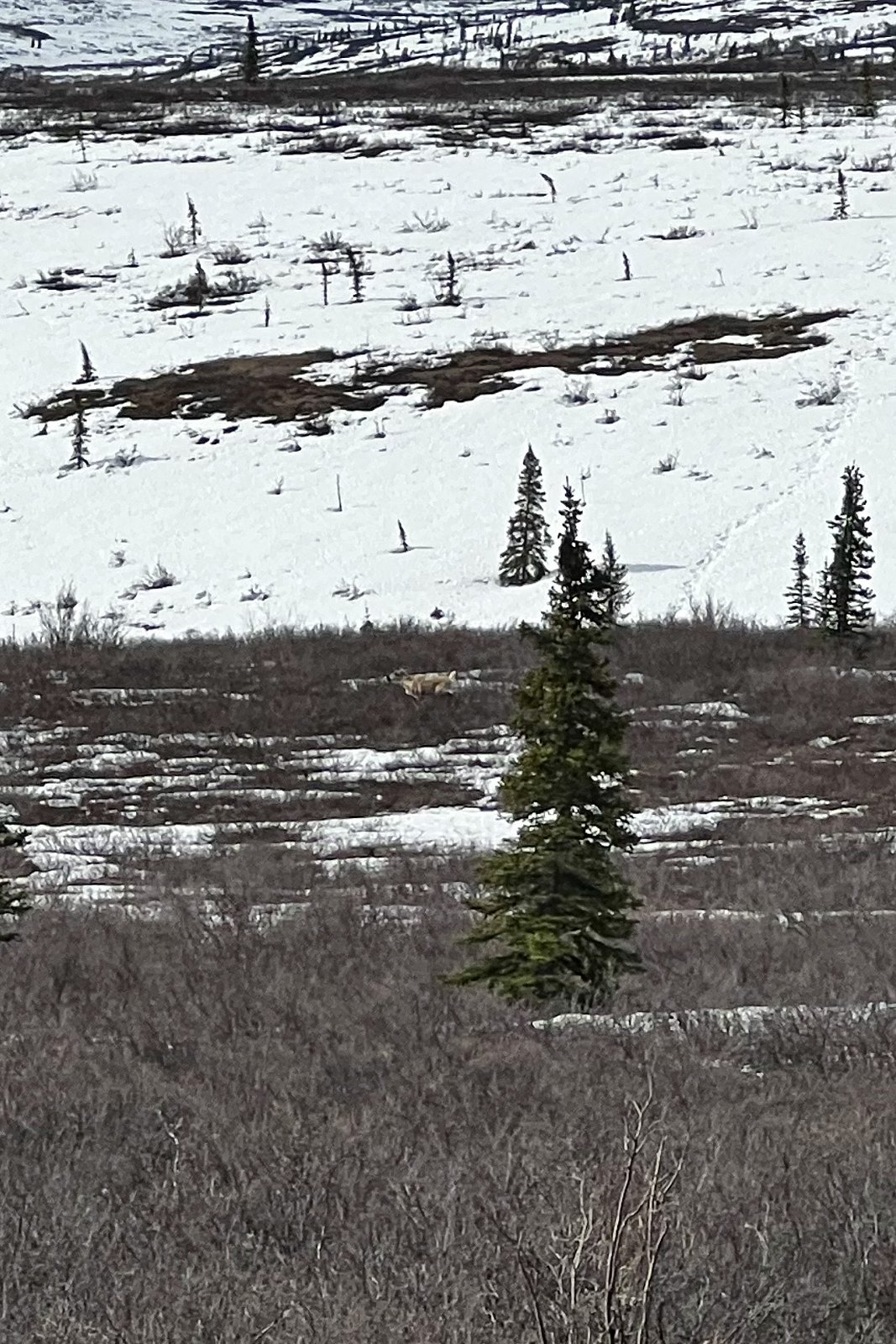 Caribou in the tundra (centre)