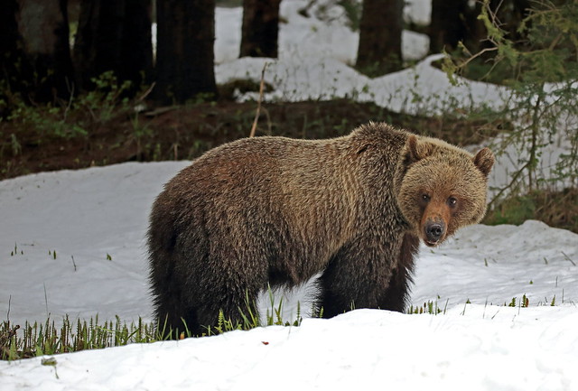 Juvenile Grizzly