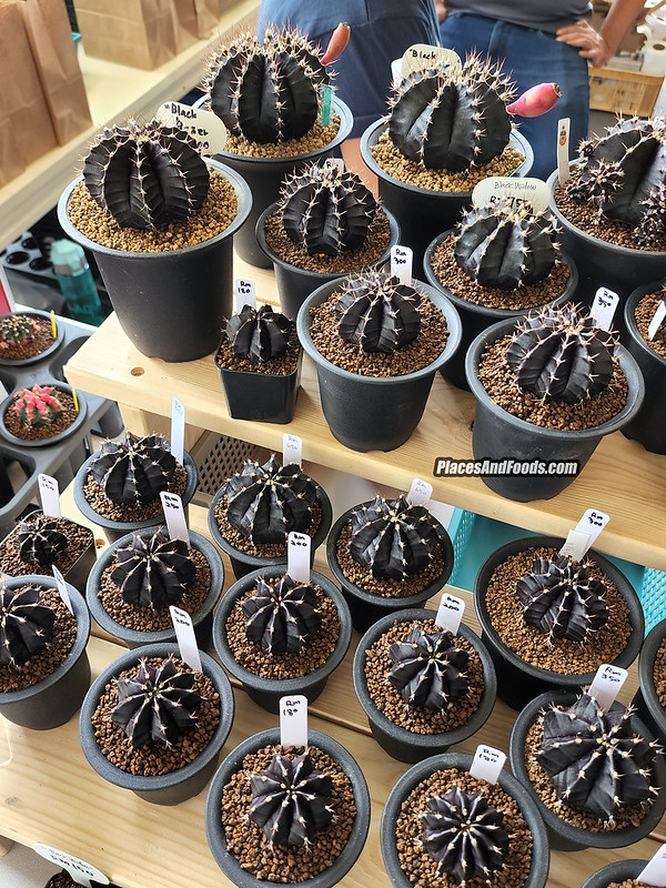 City Gardening Special Edition lll at Jade Hills Kajang black cactus