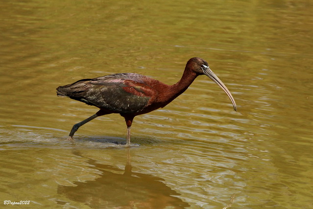 Camargue : ibis falcinelle - Glossy ibis - Sichler / Plegadis falcinellus