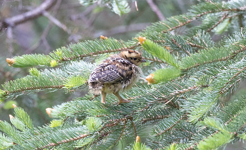 Spruce Grouse chick